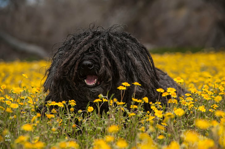 black Puli near yellow petaled flowers, Flower Child, yellow, hungarian puli, spring flowers, shell creek, creek road, goldfields, dr pepper, mop, dog, celebrity, nature, animal, pets, canine, outdoors, purebred Dog, HD wallpaper