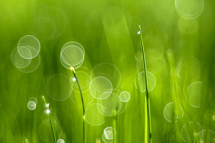 Photo rapprochée sélective de feuille verte avec goutte d'eau, herbe, herbe, herbe, sélective, gros plan, photo, feuille verte, goutte d'eau, nature, couleur verte, arrière-plans, résumé, fraîcheur, été, environnement, plante, rosée, feuille, printemps, goutte, défocalisé, Fond d'écran HD