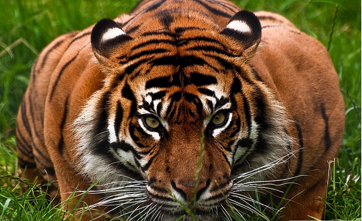 adult Bengal tiger, tiger, animals, HD wallpaper