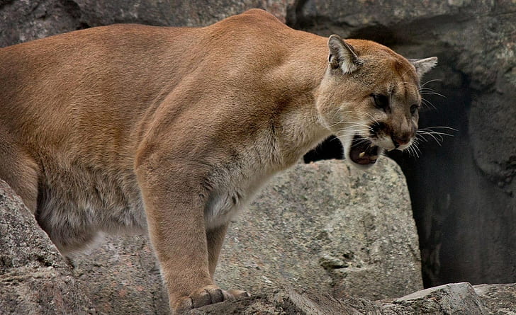 cougar, Wallpaper HD