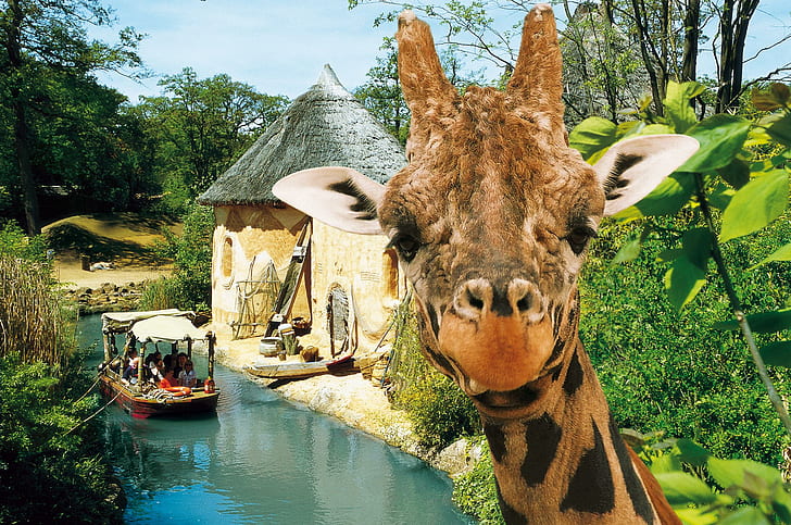 Whatcha Lookin At ?, brun och orange giraff, konserver, dum, ansikte, natur, rolig, giraff, rida, ögon, båt, flod, turné, djur, HD tapet