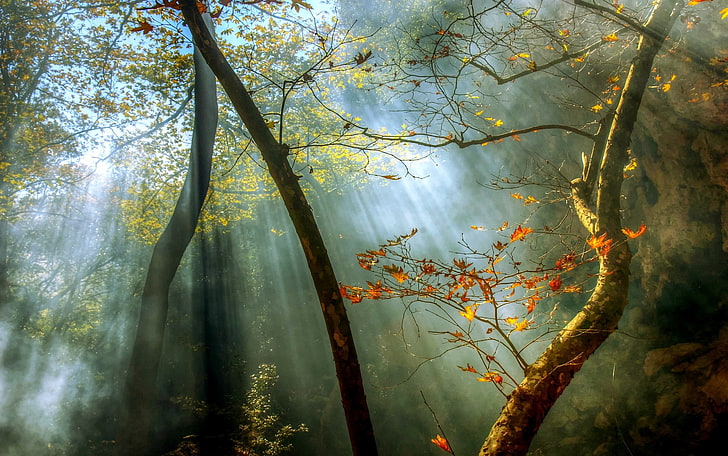 природа, пейзаж, лес, осень, туман, солнечные лучи, деревья, листья, HD обои
