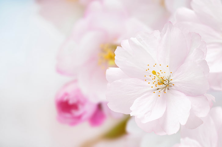 Flores de cerezo, Fondo de pantalla HD