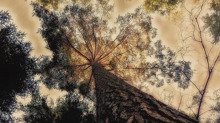 alberi, HDR, Sfondo HD