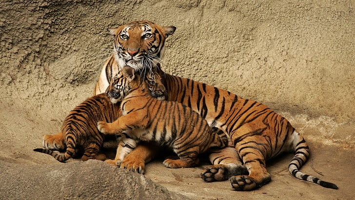 cute baby tiger cubs with mom picture, HD wallpaper