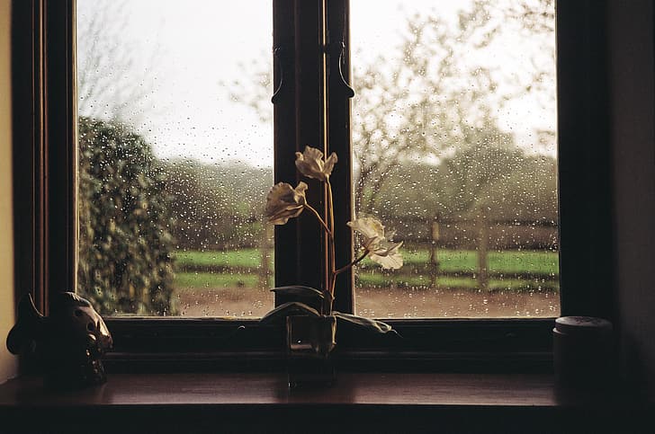 regn, fönster, blommor, HD tapet