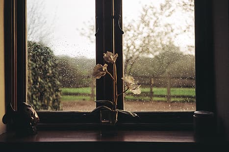 regn, fönster, blommor, HD tapet HD wallpaper