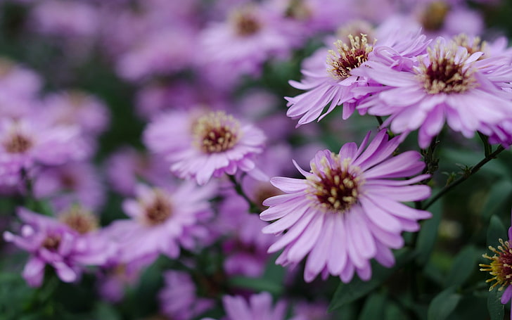 fleurs, fleurs violettes, macro, Fond d'écran HD