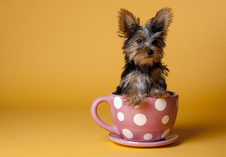 black and tan Yorkshire terrier puppy, yorkshire terrier, cup, puppy, dog, sit, HD wallpaper