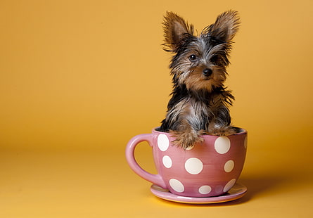 black and tan Yorkshire terrier puppy, yorkshire terrier, cup, puppy, dog, sit, HD wallpaper HD wallpaper