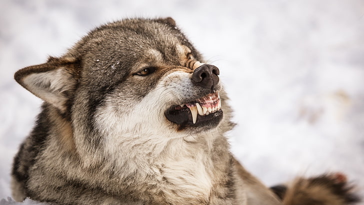 gray wolf, nature, wolf, grin, HD wallpaper