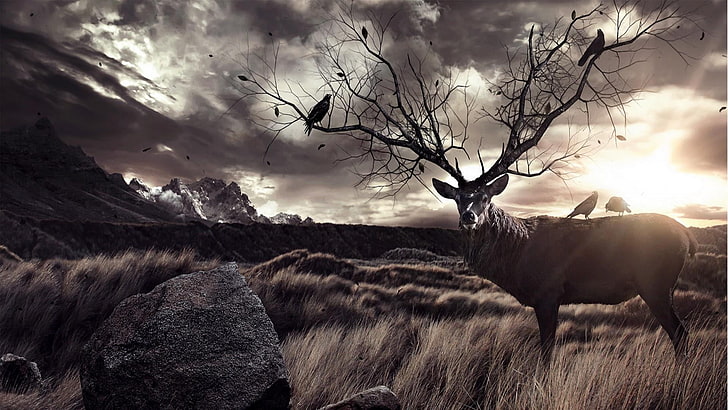 cielo, vida silvestre, ciervo, árbol, nube, paisaje, ciervo, arte de fantasía, soñador, Fondo de pantalla HD