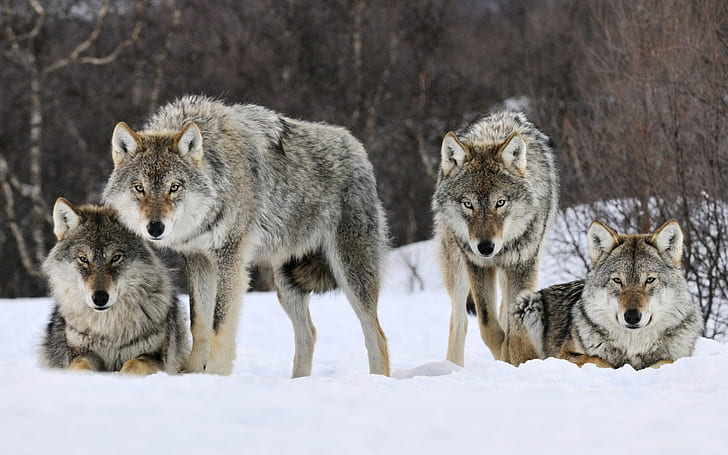 Lobos grises Noruega, Noruega, lobos grises, Fondo de pantalla HD