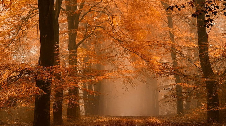 drzewa pomarańczowe, krajobraz, fotografia, natura, jesień, ścieżka, mgła, las, bursztyn, drzewa, liście, droga polna, spokój, Holandia, Tapety HD