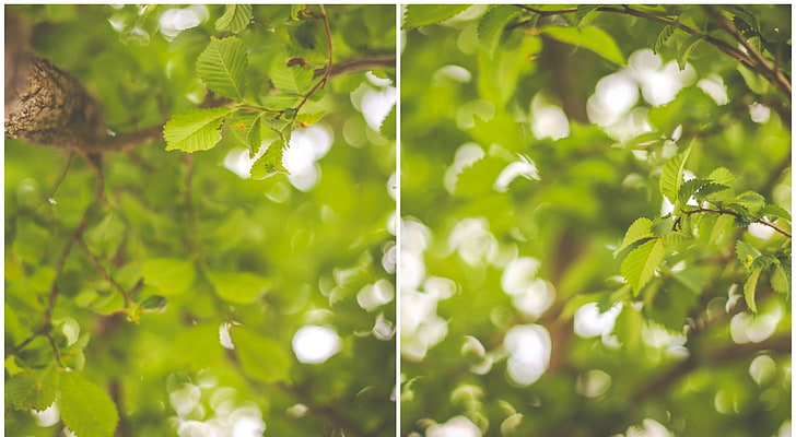 Um die Ecke, grünblättrige Baumcollage, Aero, Bokeh, Frühling, Grün, Blätter, Triptychon, HD-Hintergrundbild