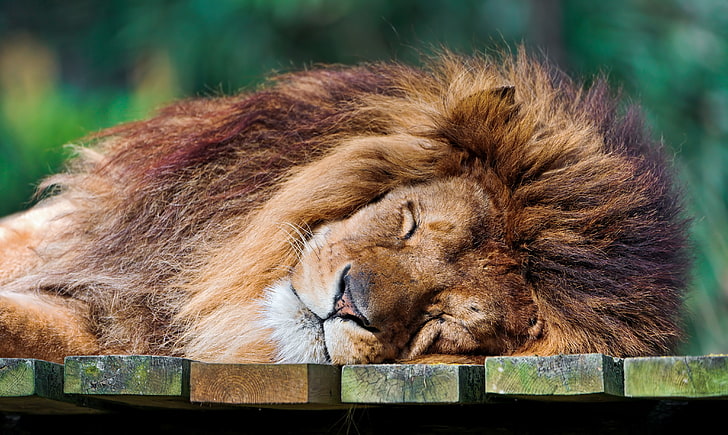 adult lion, predator, Leo, the king of beasts, sleeping lion, HD wallpaper