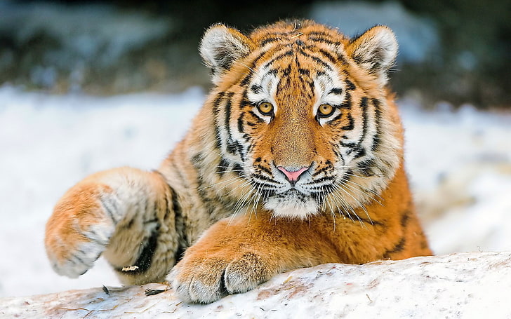 tiger  widescreen, HD wallpaper