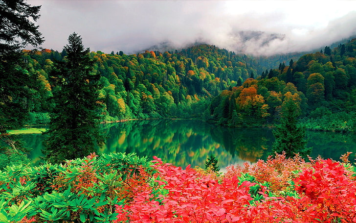 Beautiful Scenery Trees With Red And Green Leaves Lake Calm Lake Water Mountain Forest Trees With Green Yellow Leaves With Yellow Golden Mist Evaporation Desktop Wallpaper Hd, HD wallpaper