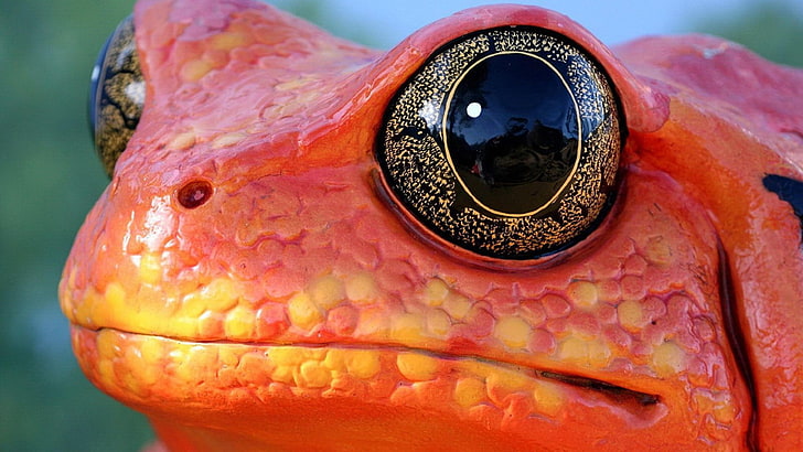 czerwona żaba, żaba, zwierzęta, przyroda, płaz, makro, oczy, pomarańczowy, Tapety HD
