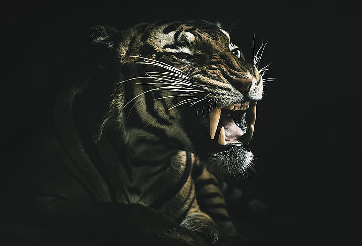 животные, темнота, тигр, зубы, HD обои