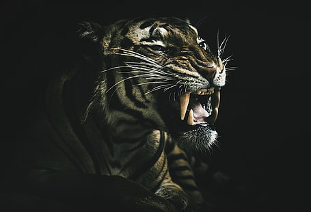 животные, темнота, тигр, зубы, HD обои HD wallpaper