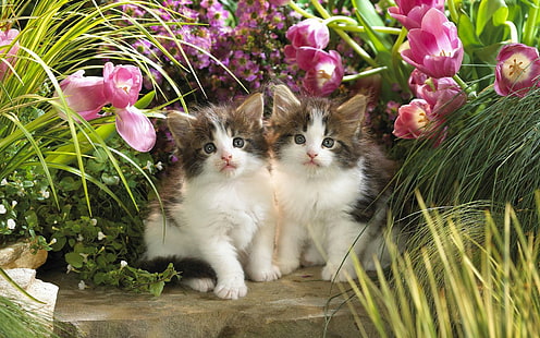 Vieni piccolo gattino, 2 gattini di pelliccia bianca e marrone, adorabile, piccola, bella, bella, tulipani, fiori, gattini, animali, bella, dolce, foto, gatti, figo, Sfondo HD HD wallpaper