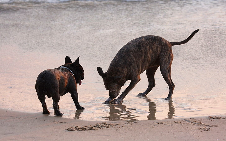 bulldog hitam Prancis dewasa dan anjing brindle berlapis pendek, anjing, uap, air, permainan, Wallpaper HD