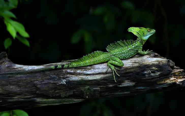Poważny gad, iguana, Tapety HD