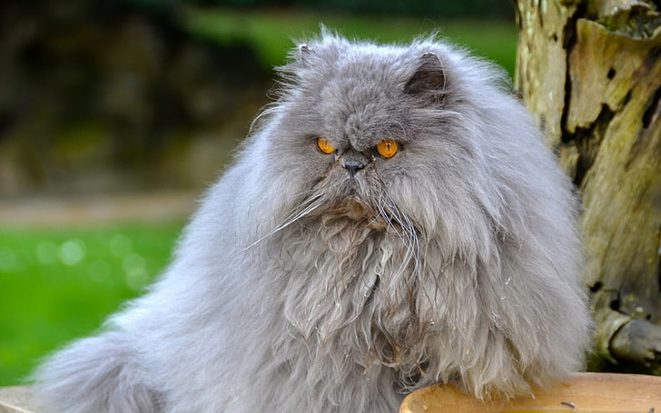 long-coated gray cat, persian cat, cat, furry, angry, HD wallpaper
