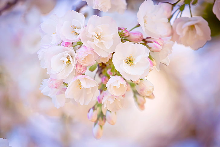 white petaled flowers, spring, bloom, cherry, branch, HD wallpaper