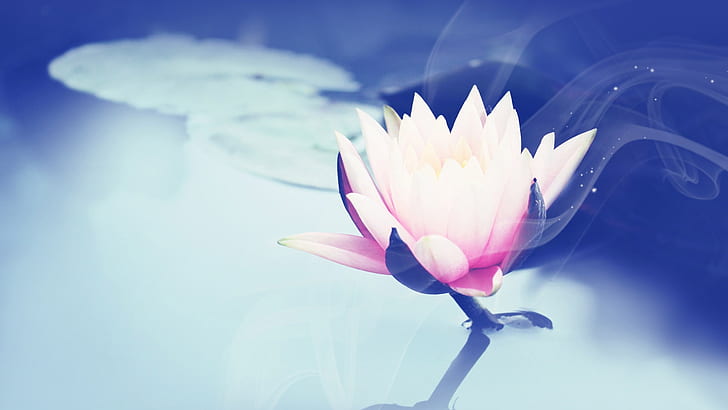 красивый лотос лотос водяная лилия абстрактная фотография HD, белый и фиолетовый цветок с лепестками, аннотация, фотография, красивая, лотос, водяная лилия, HD обои
