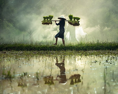 Asian Rice Farmer, farmer harvest, Asia, Thailand, Travel, Girl, Beautiful, People, Green, Grass, Woman, Scene, Mist, Water, Tropical, Photography, Fresh, Working, Harvest, Reflection, Tropics, Rice, farmland, Country, Vacation, Traditional, Countryside, Agriculture, culture, Farming, grain, farmer, visit, tourism, Rice crop, Ricefields, rice straw, HD wallpaper HD wallpaper