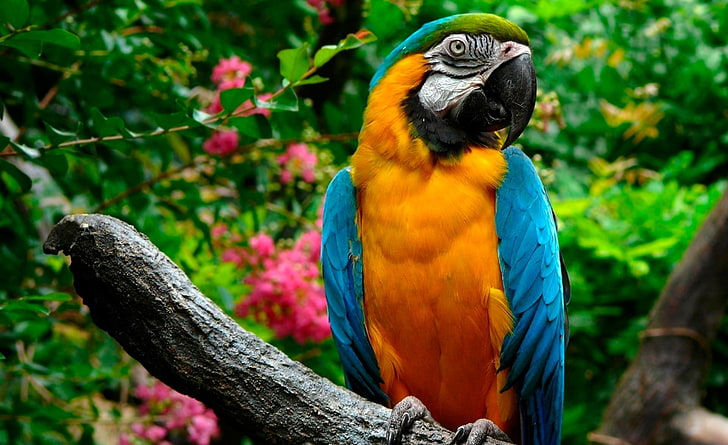 Papageien, gelb-blauer Ara, Tiere, Vögel, Fotografie, Papageien, blau-gelber Ara, blau-goldener Ara, HD-Hintergrundbild