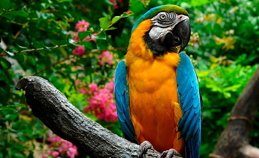 Parrots, yellow-and-blue macaw, Animals, Birds, Photography, Parrots, blue-and-yellow macaw, blue-and-gold macaw, HD wallpaper HD wallpaper