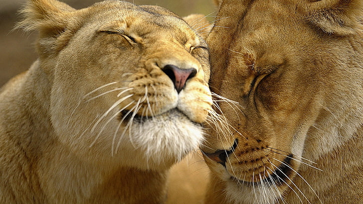 lions in love image, HD wallpaper