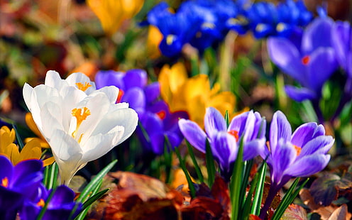 Frühlingsbilder Hintergrund, HD-Hintergrundbild HD wallpaper