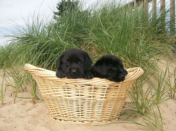 Adorable Twice??, two black labrador retriever puppies, brotherhood, black, dogs, animals, sweet-faces, basket, labradors, puppies, HD wallpaper