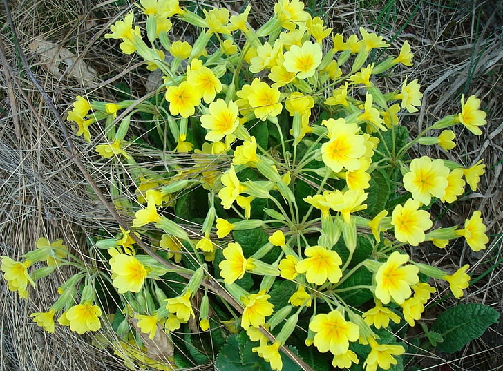 fiori di primula gialla, primula, fiori, giallo, verde, morto, Sfondo HD