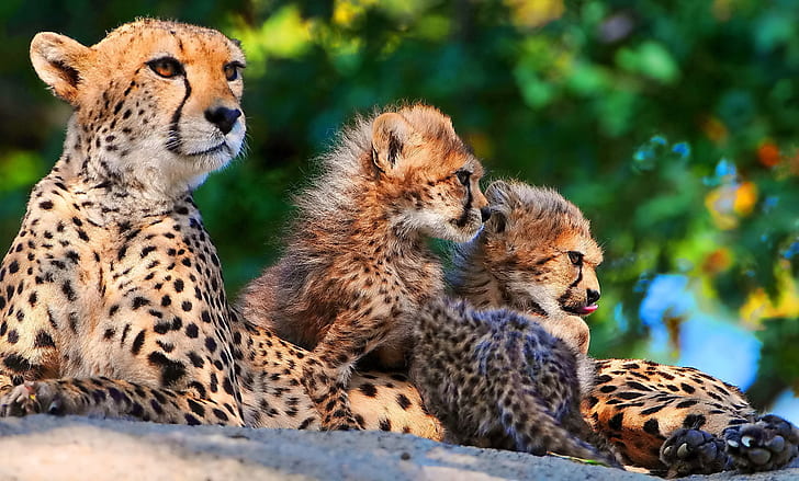 cheetahs, cubs, sitting, spotted, big cats, predators, HD wallpaper