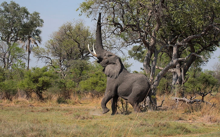 grauer Elefant, Elefant, Gras, Bäume, HD-Hintergrundbild