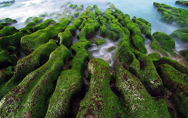 natureza, paisagem, agua, mar, rocha, algas, musgo, verde, longa exposição, HD papel de parede