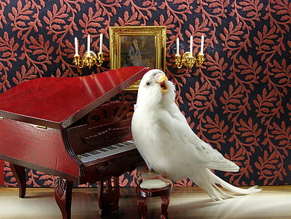 Kuşlar, Muhabbet Kuşu, HD masaüstü duvar kağıdı HD wallpaper
