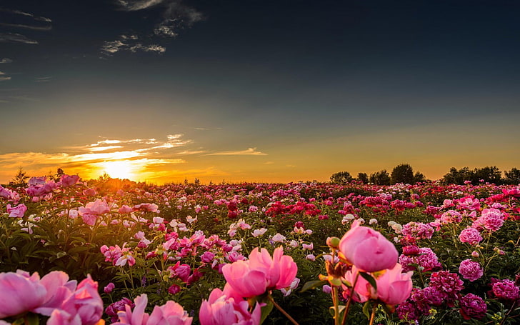 rosa Rose Blume, Sonnenuntergang, Sonnenlicht, Blumen, Rose, rosa Rosen, Natur, Landschaft, Feld, Himmel, HD-Hintergrundbild