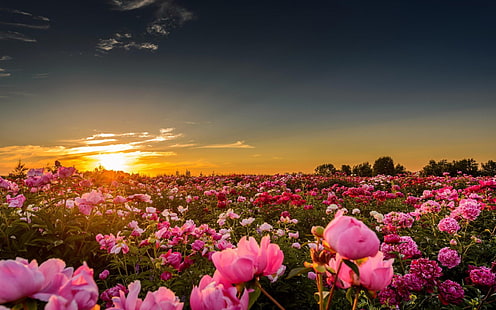 pink rose flower, sunset, sunlight, flowers, rose, pink roses, nature, landscape, field, sky, HD wallpaper HD wallpaper