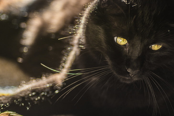 Bombay cat, cat, look, background, black, HD wallpaper