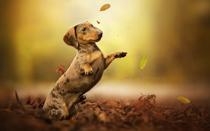 Anjing, Dachshund, Wallpaper HD
