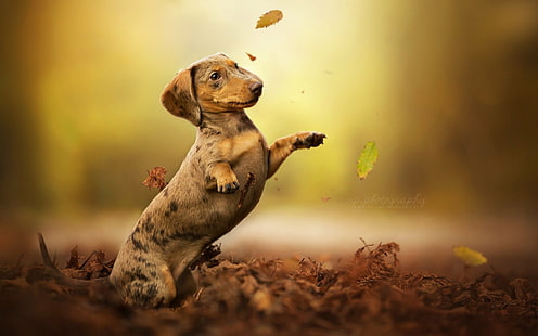 Hunde, Dackel, HD-Hintergrundbild HD wallpaper