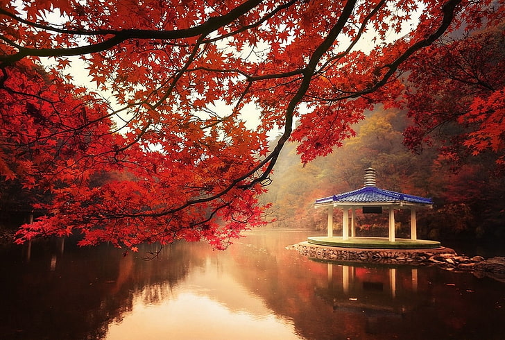 Natur, Landschaft, Herbst, Bäume, See, Hügel, Ahornblätter, rot, Nebel, Wasser, HD-Hintergrundbild