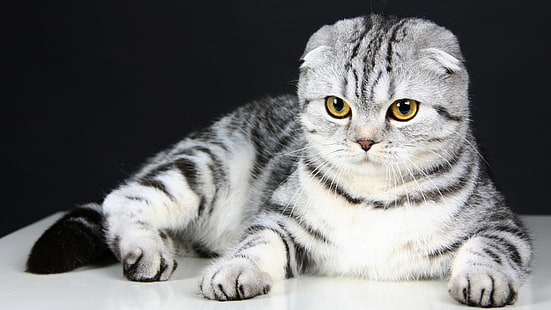 스코티시 폴드, 고양이, 고양이, 눈, 회색, 양모, 귀여운, 동물, 애완 동물, HD 배경 화면 HD wallpaper