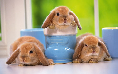 حيوانات أليفة جميلة ، أرنب ، ثلاثة أرانب بنية ، محبوب ، أليف ، أرنب، خلفية HD HD wallpaper